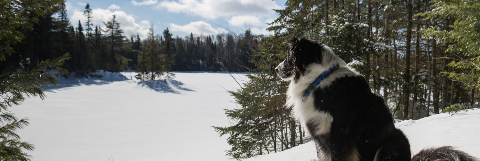 Dog looking out over the snowy, frozen lake in Muskoka